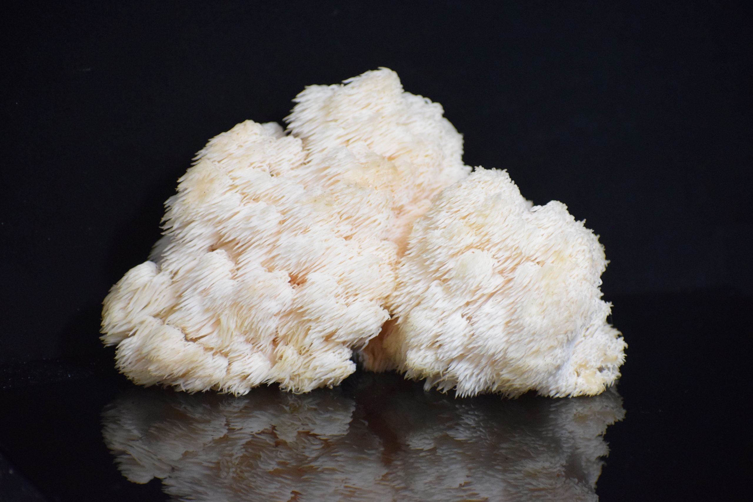 Lion's mane mushrooms